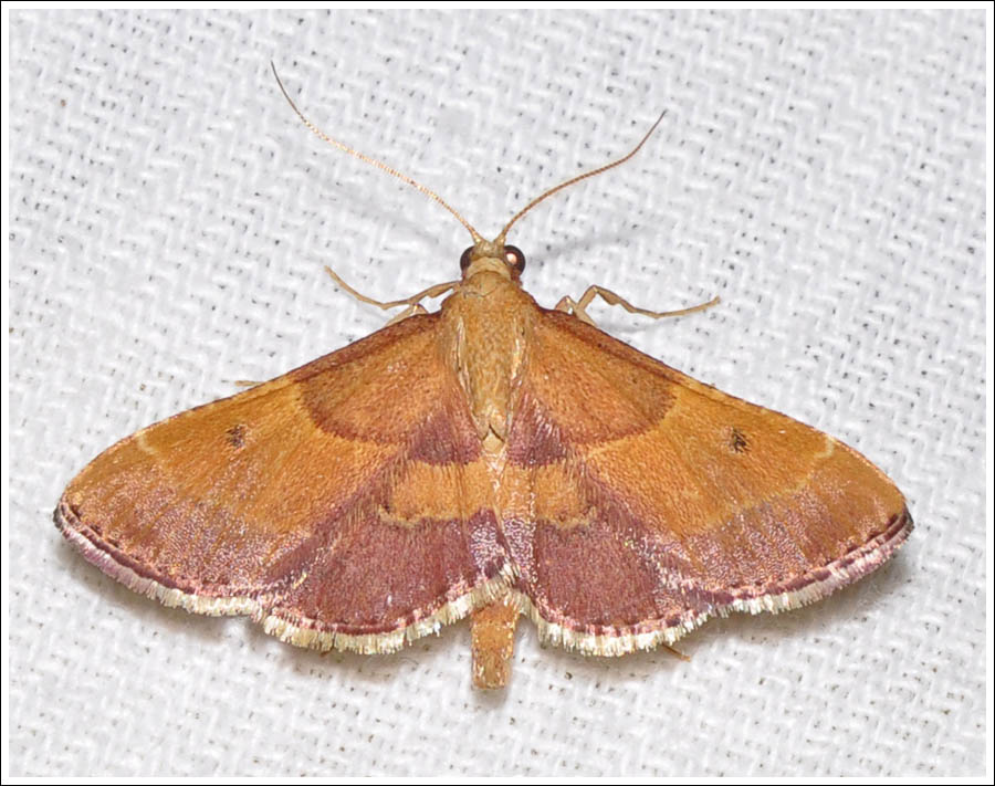 Persicoptera species 02
Pyralidae
