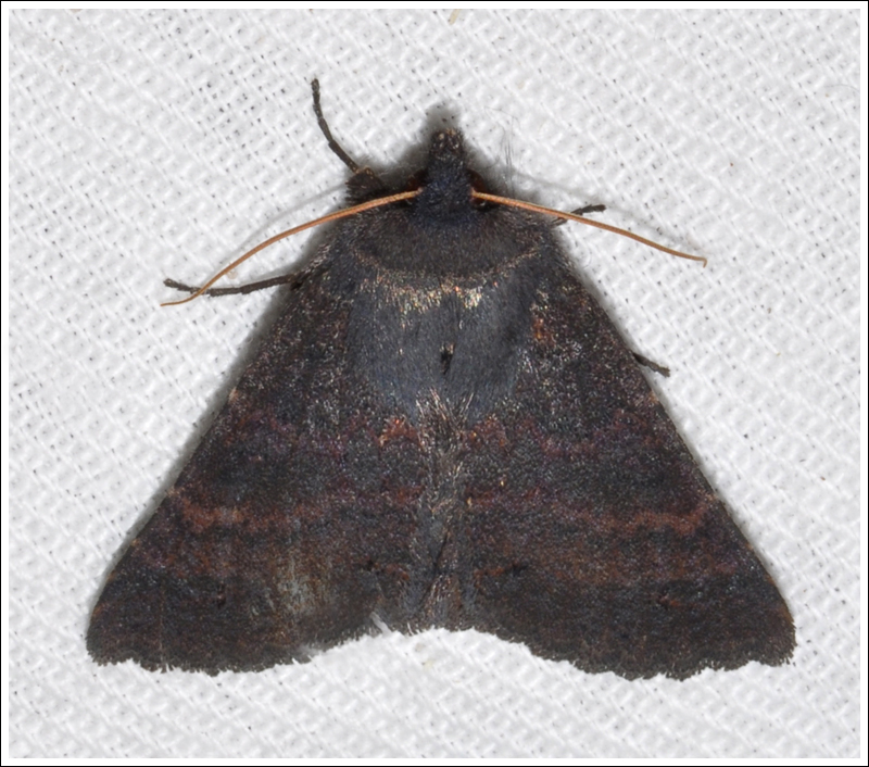 Praxis species
Noctuidae
