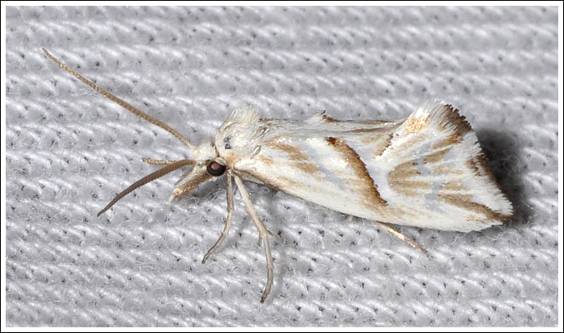 Heliocosma argyroleuca
Heliocosmidae
