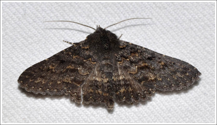 Praxis species
Noctuidae
