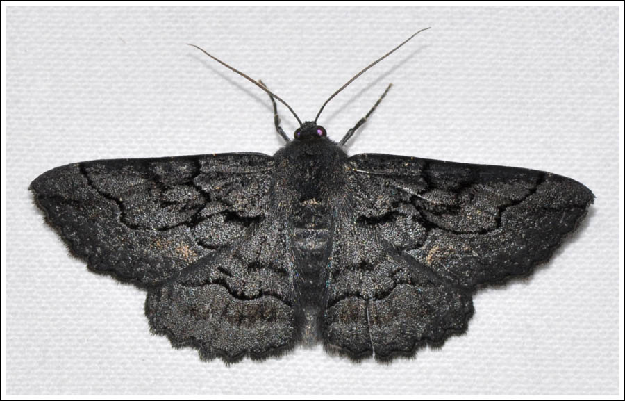 Melanodes anthracitaria
Geometridae
Ennominae
