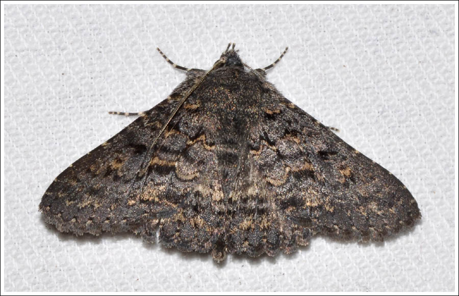 Praxis species
Noctuidae
