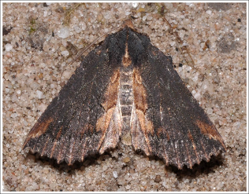 Nisista serrata

