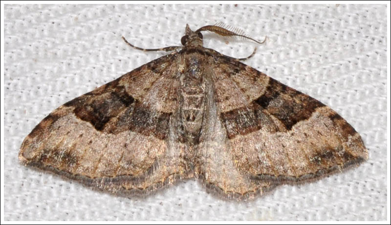 Epyaxa subidaria
