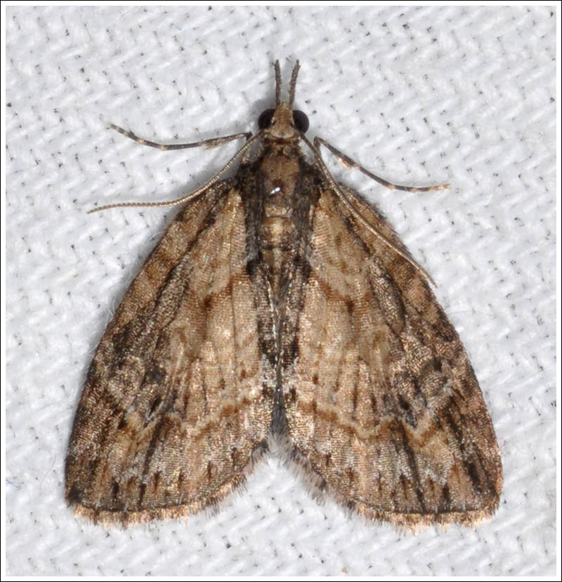 Microdes species
