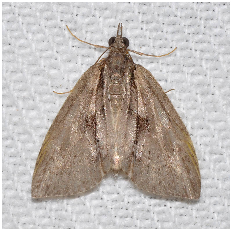 Microdes species
