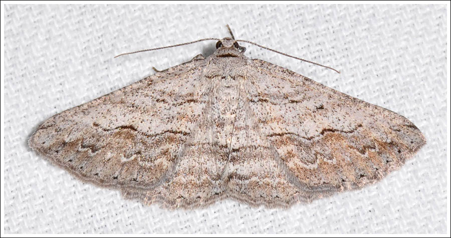 Syneora mundifera
Geometridae
Ennominae
