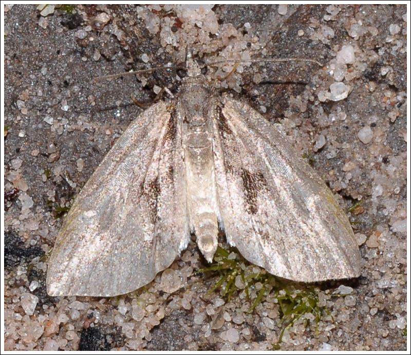 Microdes species
