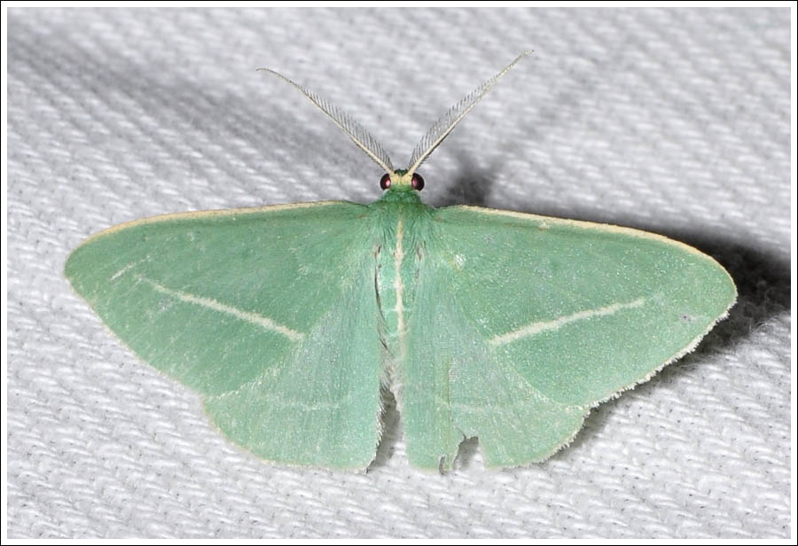 Chlorocoma stereota
Geometridae
Geometrinae
