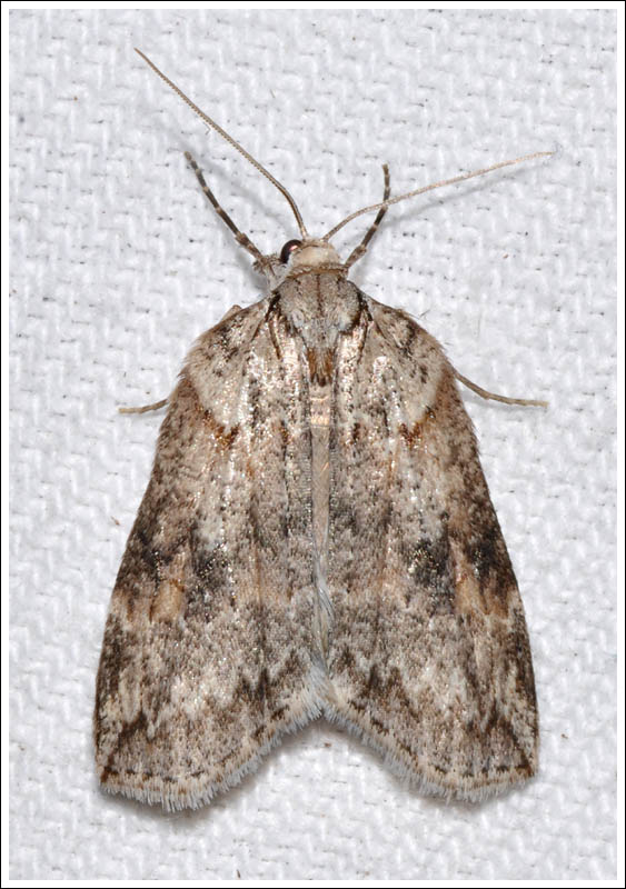 Neoteristis paraphanes
