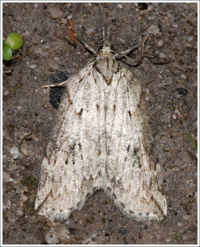 Neoteristis paraphanes
