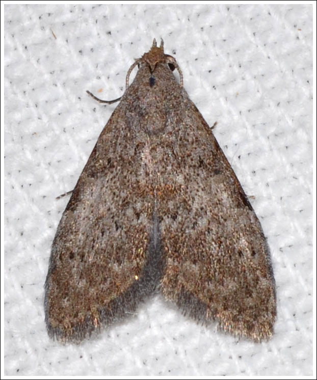 Nola species
