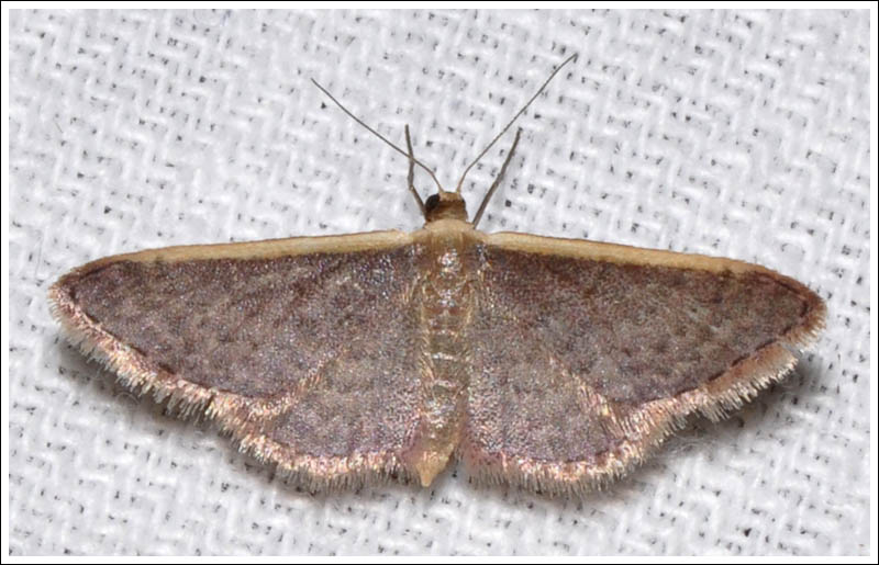 Idaea costaria
Geometridae
Sterrhinae
