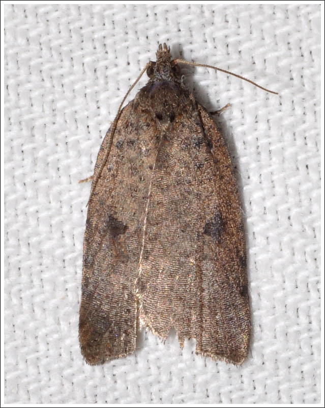 Tortricidae species
