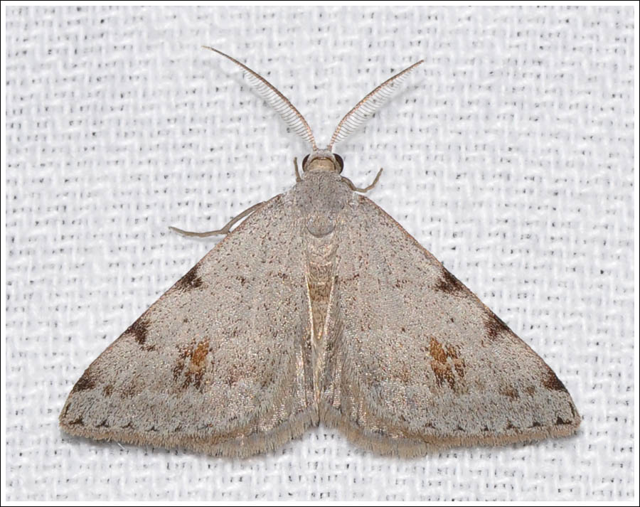 Dichromodes estigmaria
Geometridae
Oenochrominae
