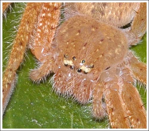 Neosparassus diana
Badge Huntsman
