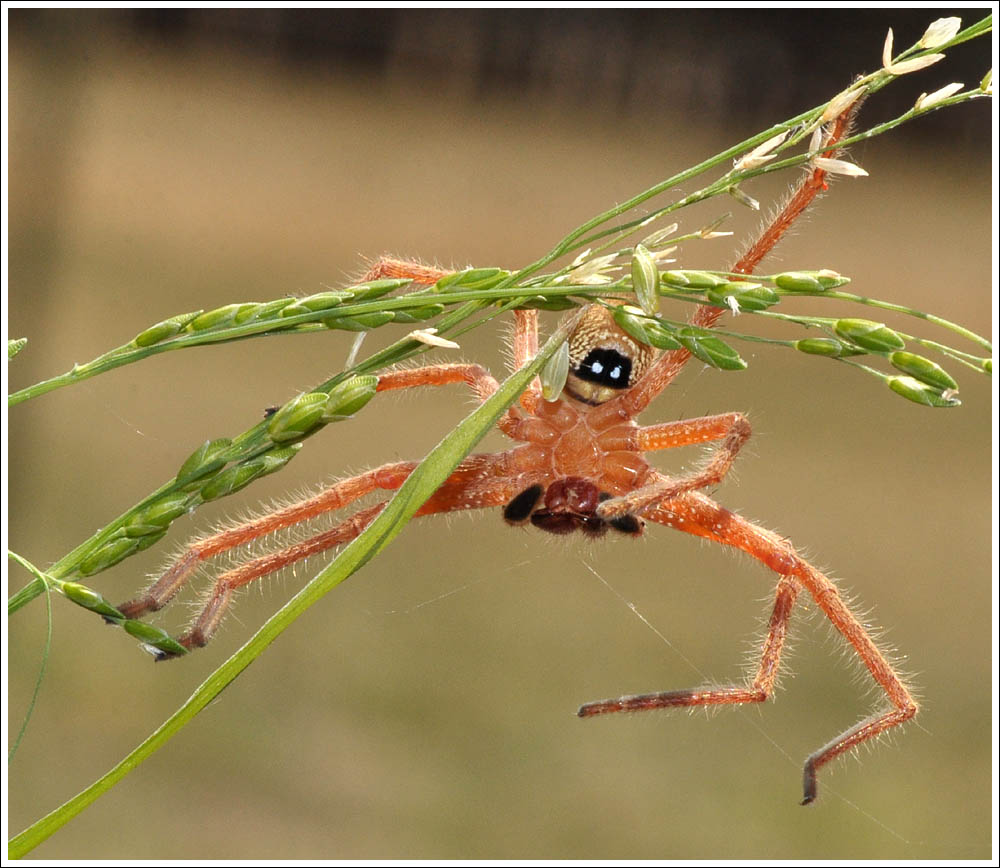 Neosparassus diana
Badge Huntsman
