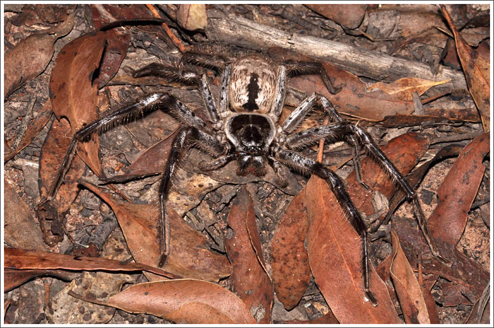 Holcania immanis
Grey Huntsman
