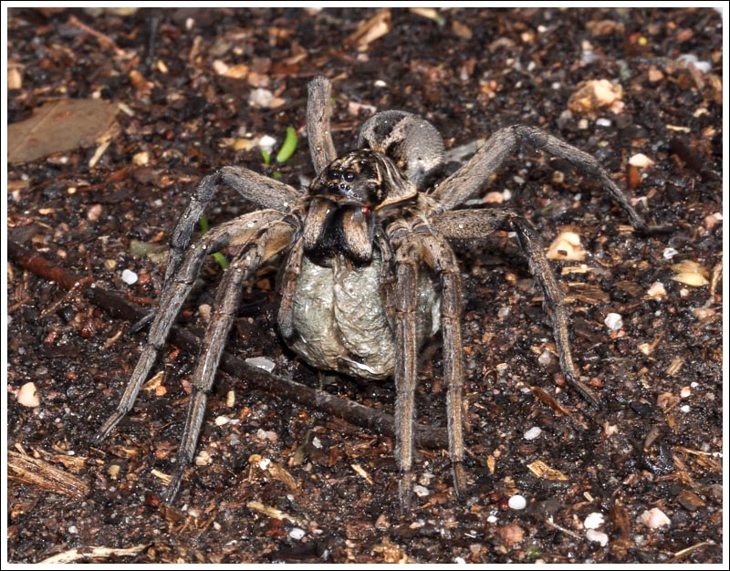 Female Wolf Spider with egg sac.
