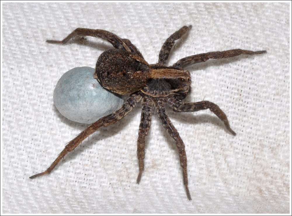 Female Wolf Spider with egg sac.

