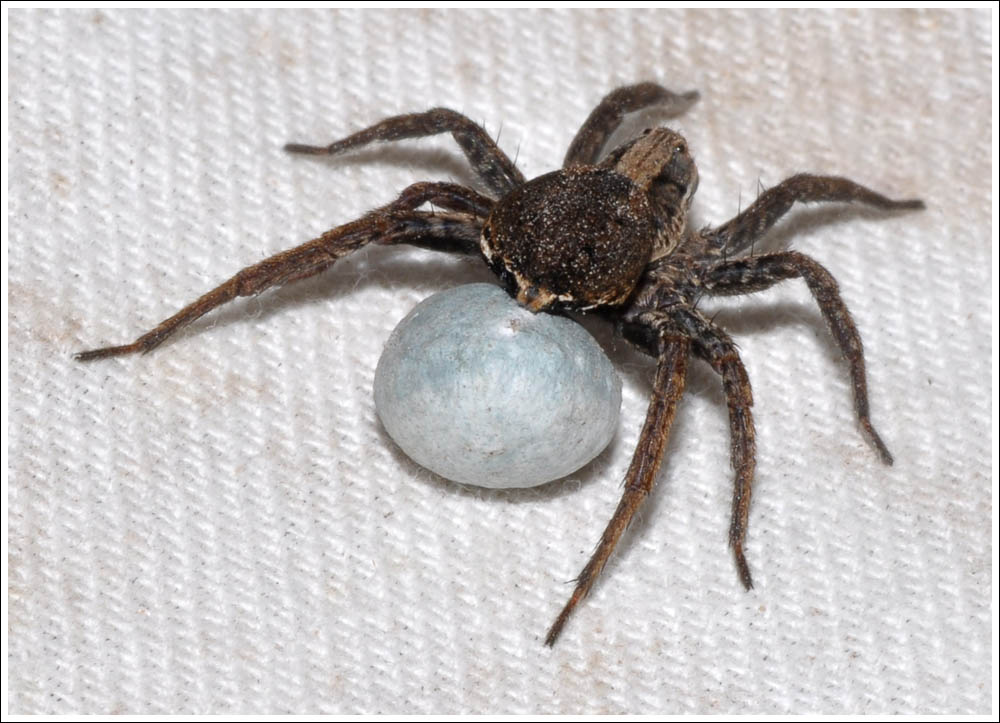 Female Wolf Spider with egg sac.
