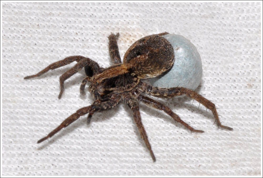 Female Wolf Spider with egg sac.
