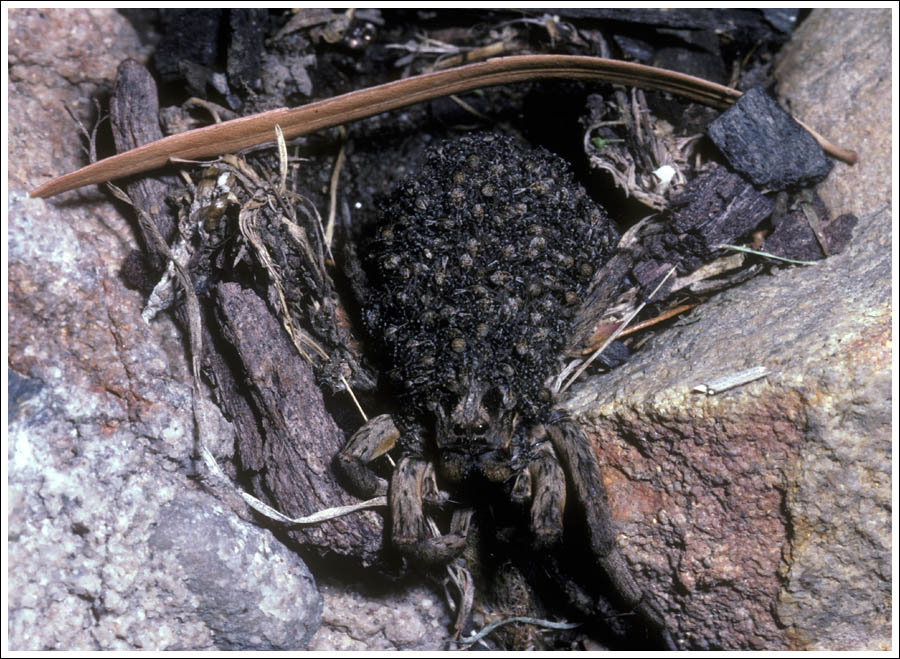 Female Wolf Spider with spiderlings on her back.
