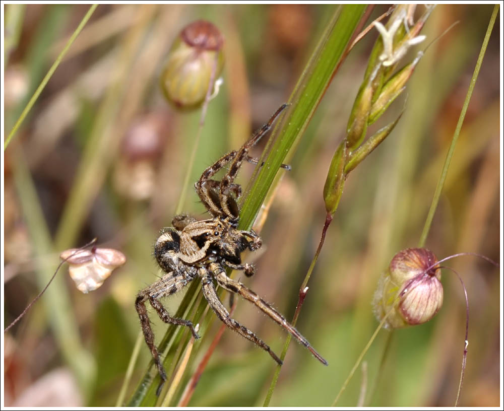 A Wolf Spider.
