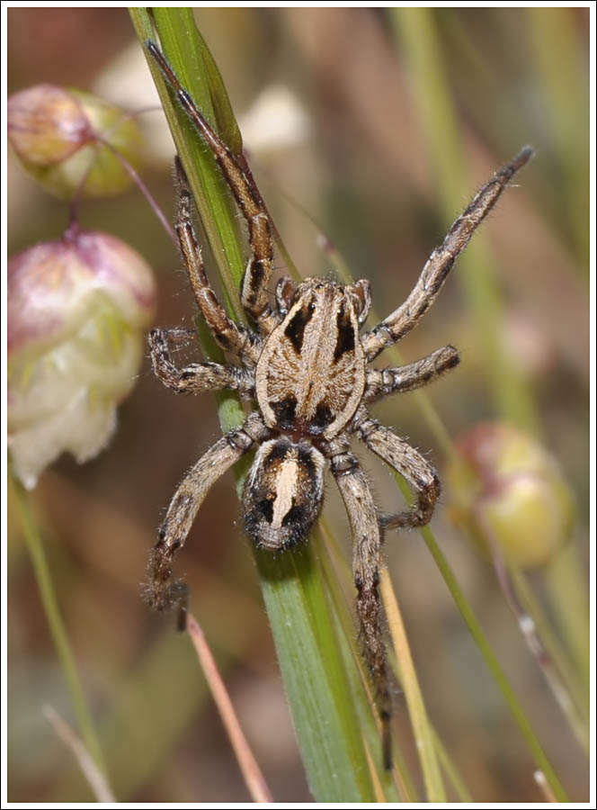 A Wolf Spider.
