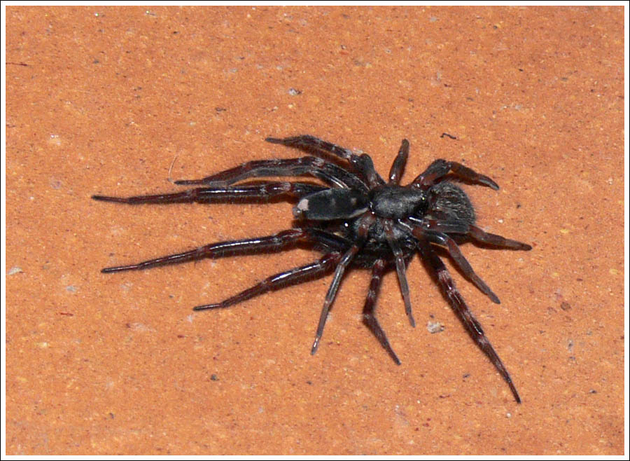 Wolf Spider killed by White-tailed Spider.
