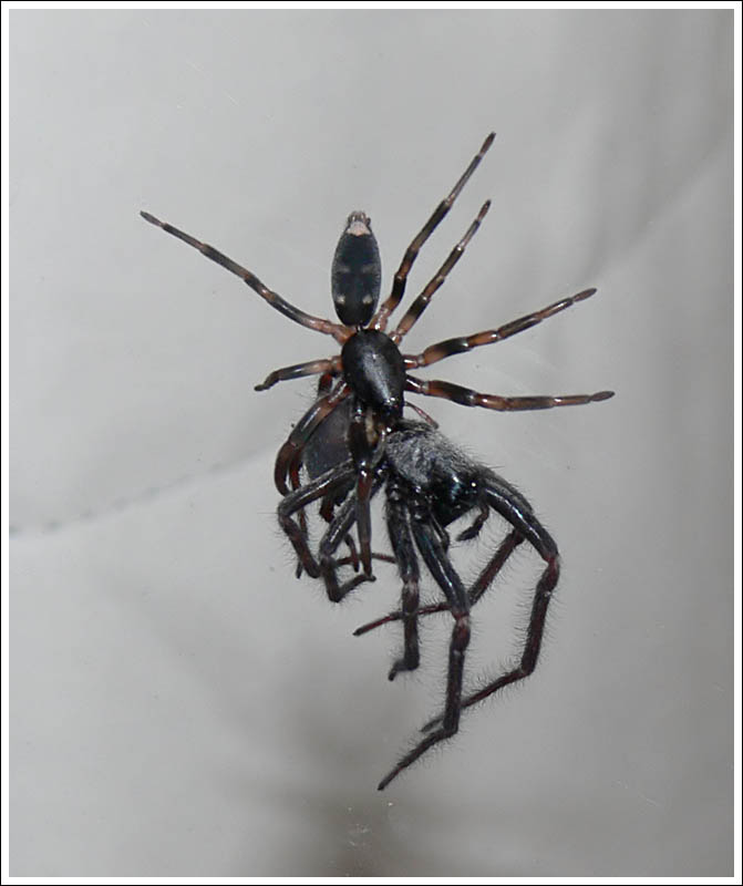 Wolf Spider killed by White-tailed Spider, carrying it up window glass to roof space.
