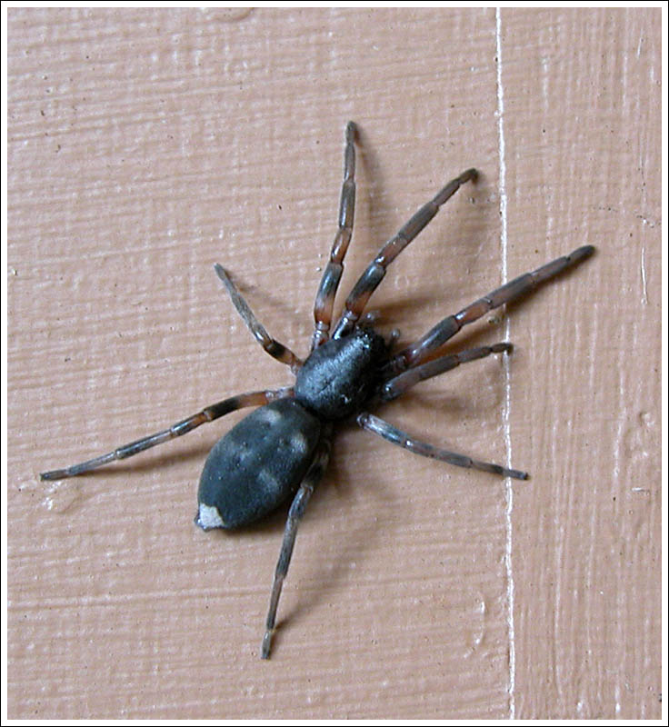 Lampona sp.
White-tailed Spider.
