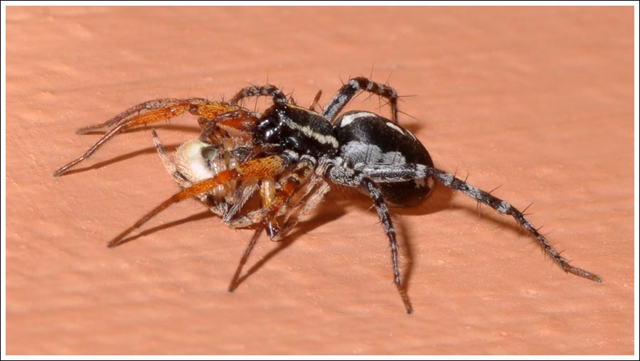Nyssus coloripes
Orange-legged Swift Spider
