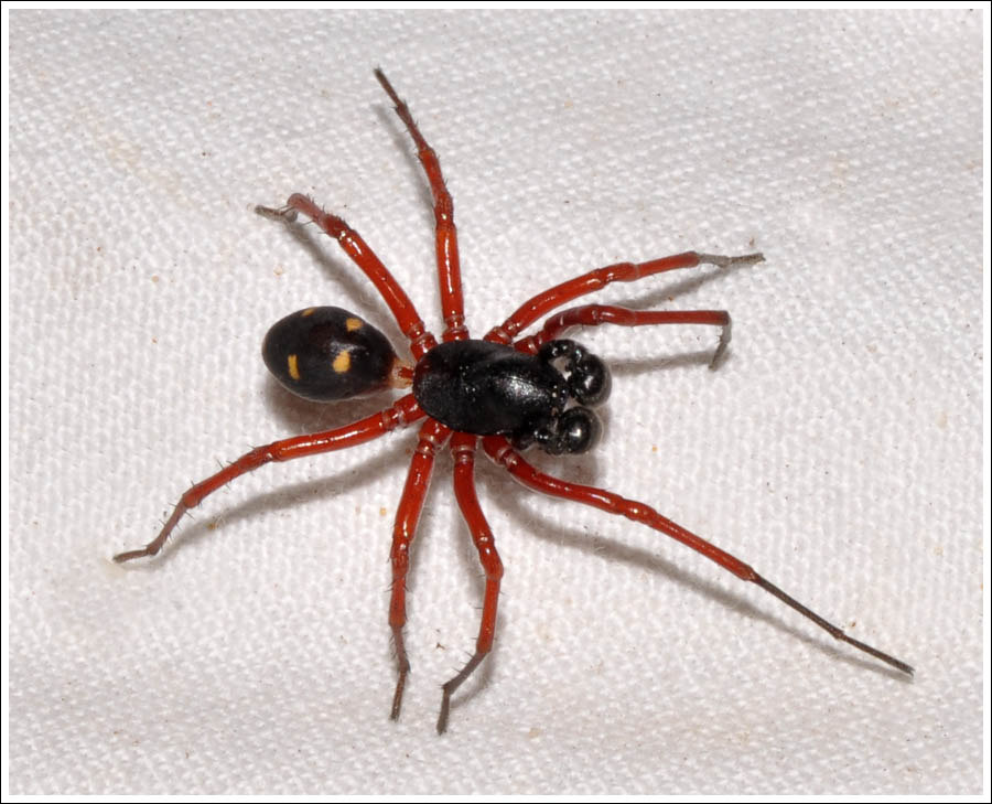 An Ant Spider
