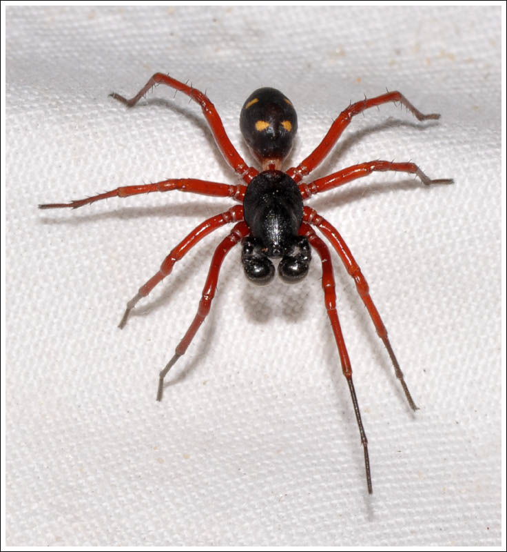 An Ant Spider
