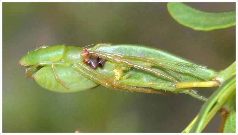 Hedana valida
Mating pair
