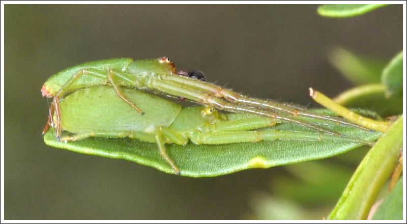 Hedana valida
Mating pair

