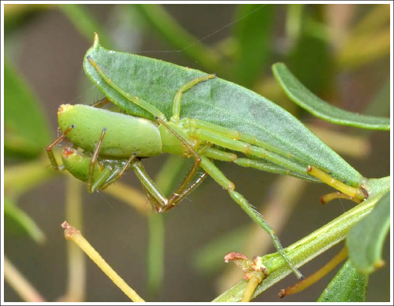 Hedana valida
Mating pair
