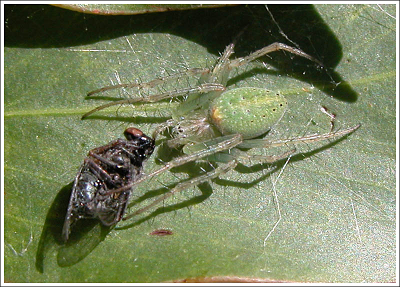 Hedana valida
