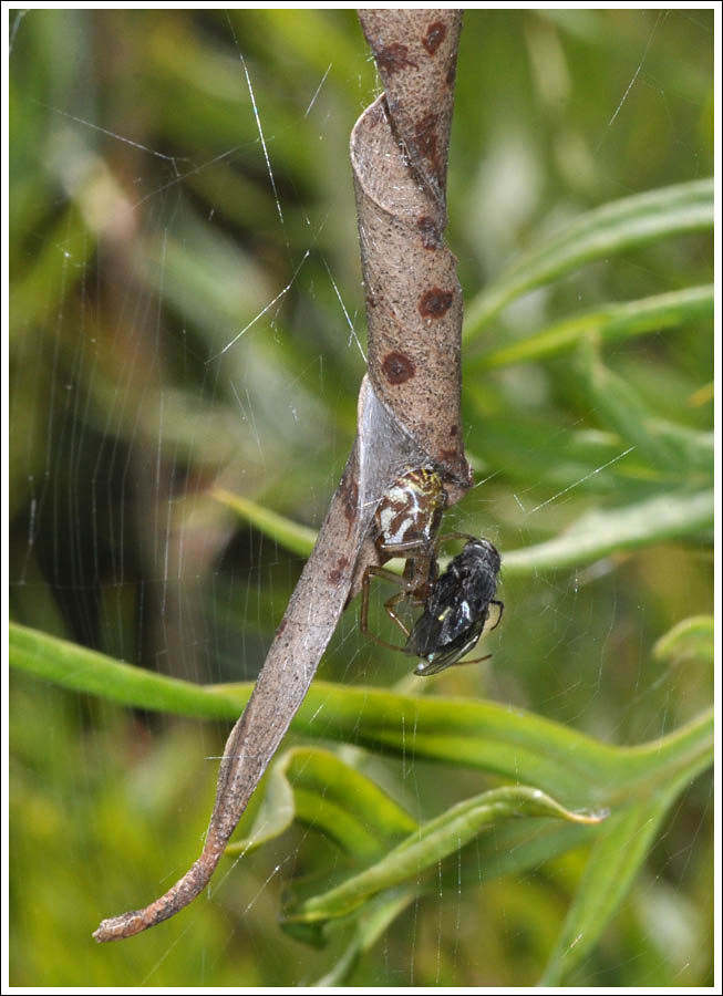Phonognatha graeffei
Leaf-curling Spider
