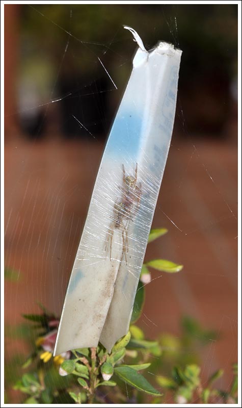 Phonognatha graeffei
Leaf-curling Spider
