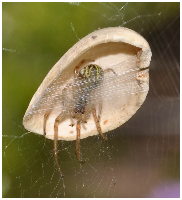Phonognatha graeffei
Leaf-curling Spider
