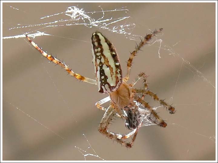 Plebs bradleyi
Enamelled Spider
