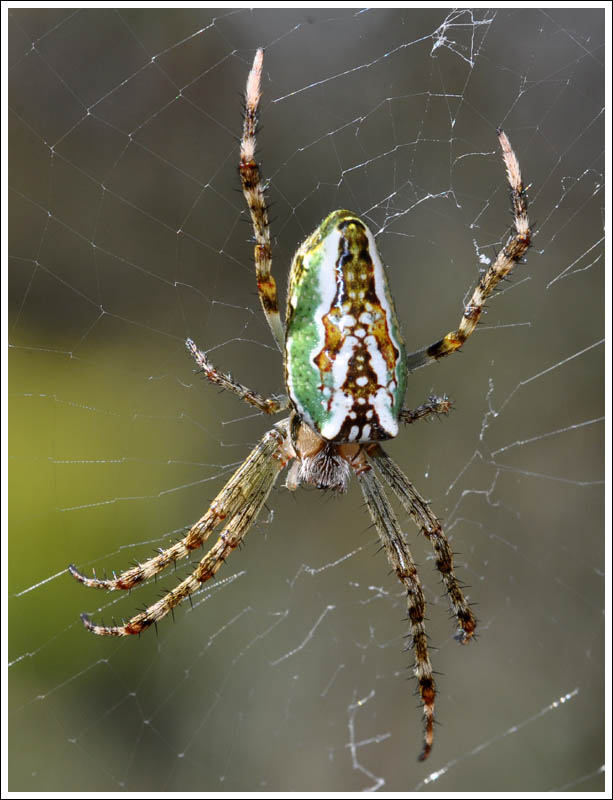 Plebs bradleyi
Enamelled Spider
