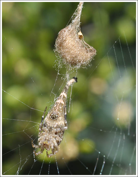 Arachnura higginsi
Tailed Spider
