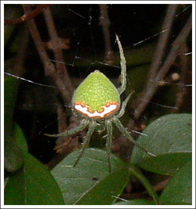 Araneus sp.
aff. cyrtarachnoides
