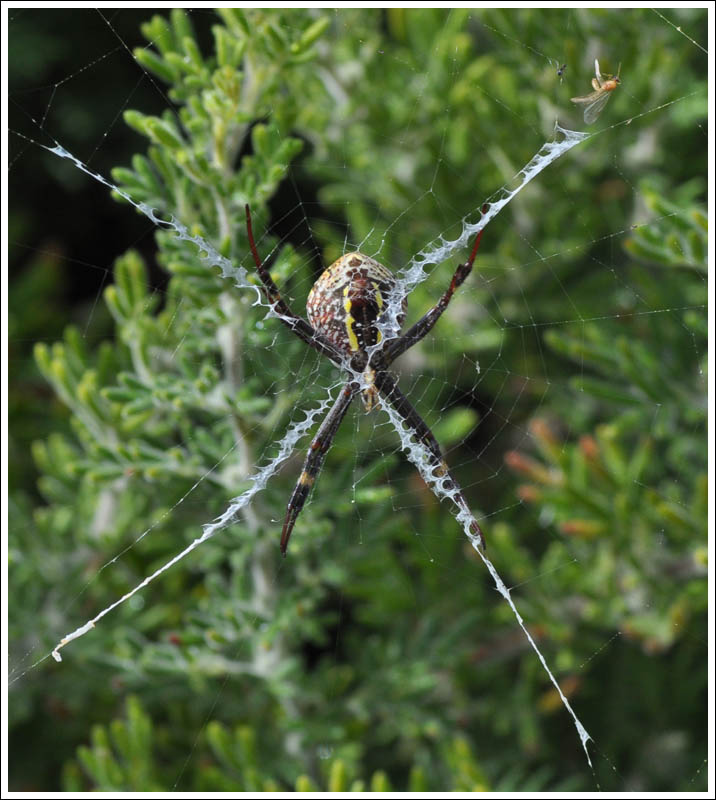 Argiope keyserlingi
St. Andrew's Cross.
