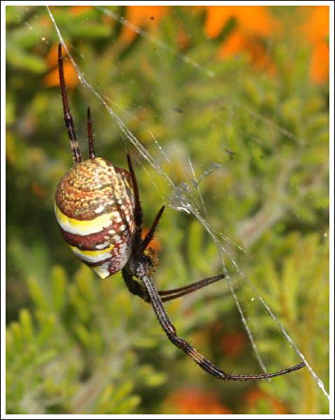 Argiope keyserlingi
St. Andrew's Cross.
