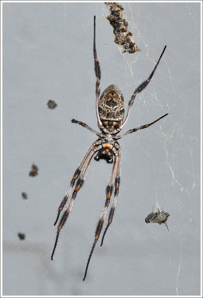Nephila plumipes
Humped Golden Orb-weaver
