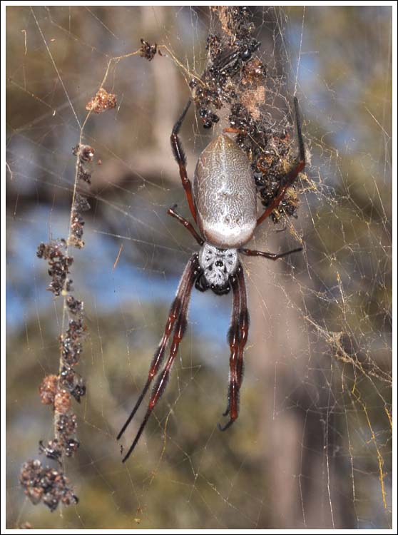 Nephila plumipes
Humped Golden Orb-weaver
